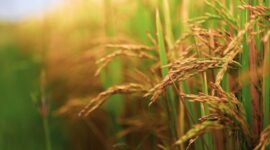 Bapanas menegaskan agar Perum Bulog menyerap produksi dalam negeri sebanyak-banyaknya pada periode panen raya. (Pixabay.com/manseok_Kim)